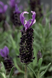 Woolley Moor Nurseries Lavendula Stoechas (French Lavender) "Blue" - 9cm Pot x 3 Plants - Woolley Moor Nurseries