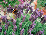 Woolley Moor Nurseries Lavendula Stoechas (French Lavender) "Blue" - 9cm Pot - Woolley Moor Nurseries