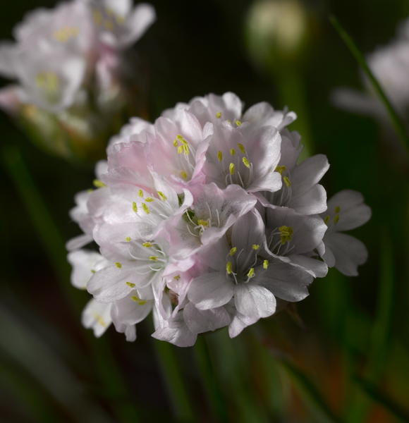 Woolley Moor Nurseries Armeria "Pink" - 9cm Pot x 3 Plants - Woolley Moor Nurseries