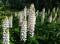 Woolley Moor Nurseries Lupin "White" - 9cm Pot x 3 Plants - Woolley Moor Nurseries