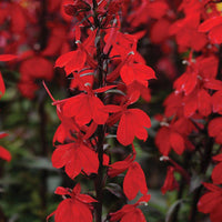 Woolley Moor Nurseries Lobelia Starship "Scarlet" - 3Ltr - Woolley Moor Nurseries