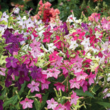 Woolley Moor Nurseries Bedding Nicotiana "Mixed" - 6 Pack - Woolley Moor Nurseries