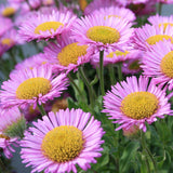 Woolley Moor Nurseries Erigeron "Sea Breeze" - 3 Litre - Woolley Moor Nurseries