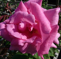 Woolley Moor Nurseries Zephirine Drouhin - Climbing Rose - Woolley Moor Nurseries